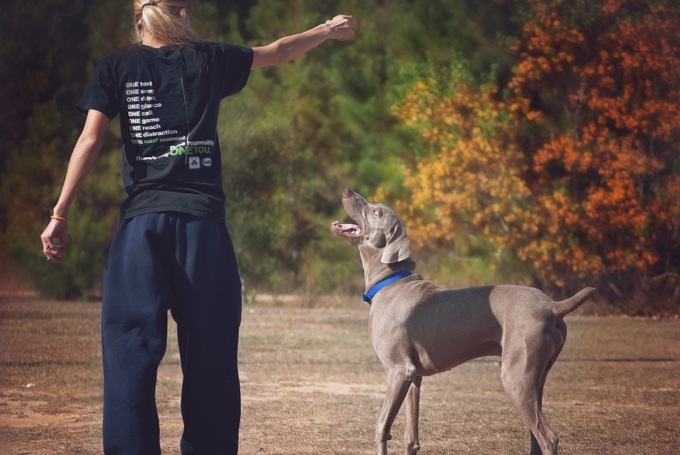 Come comportarsi quando si lascia il cane in pensione: valuta una struttura di tipo professionale