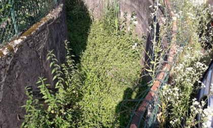 «La vegetazione non è un problema per i fossi di Astino», l'assessore Rota risponde a Ribolla