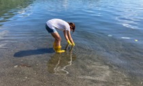 Le acque del lago d'Iseo sono "fortemente inquinate": colpa delle piogge