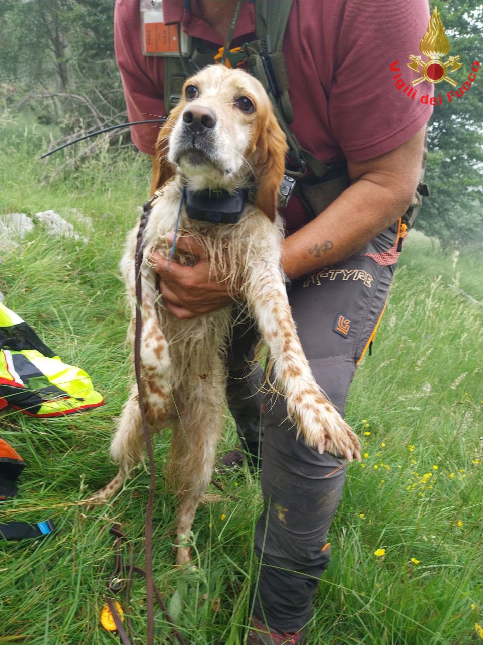 il cagnolino salvato 4