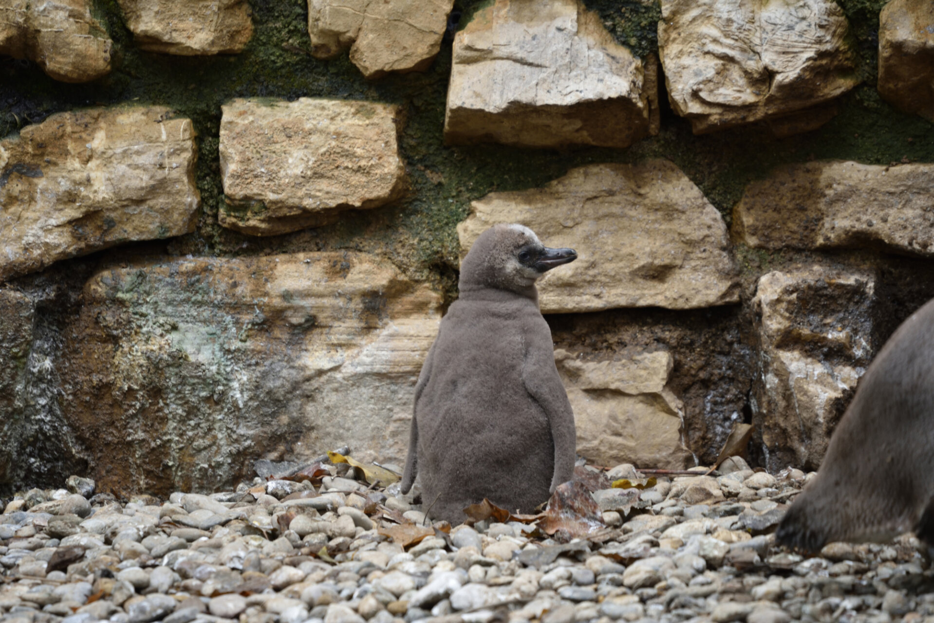 il pinguino