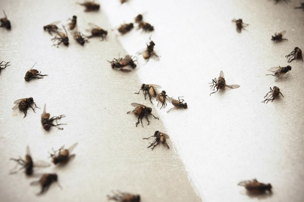 Lotta all’invasione di mosche a Lallio, c’è chi s’ingegna: dal pepe alla colla