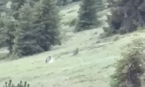 Coppia di lupi attacca un gregge nei pascoli sull'Alpe Olone a Castione