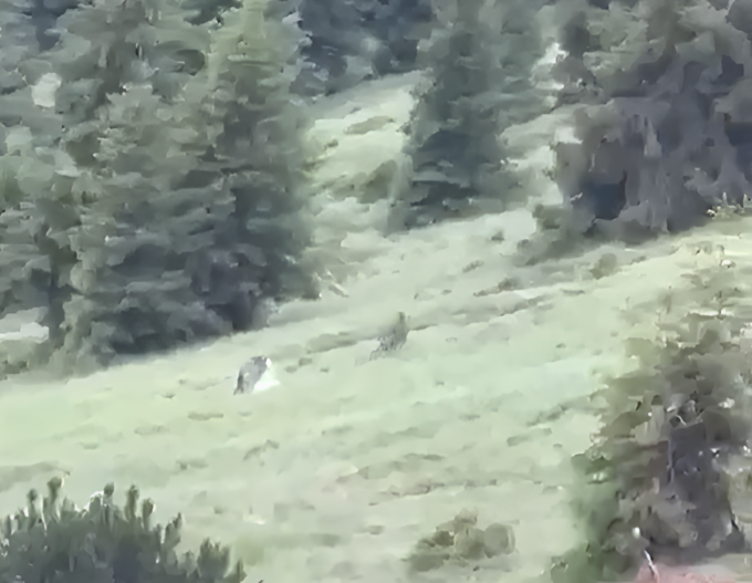 Coppia di lupi attacca un gregge nei pascoli sull’Alpe Olone a Castione