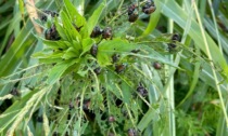Un nuovo insetto minaccia la Bassa Bergamasca: è la Popillia japonica