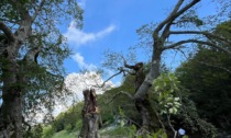 Si è spezzato l'albero centrale dei Tre faggi di Fuipiano: colpa del forte vento