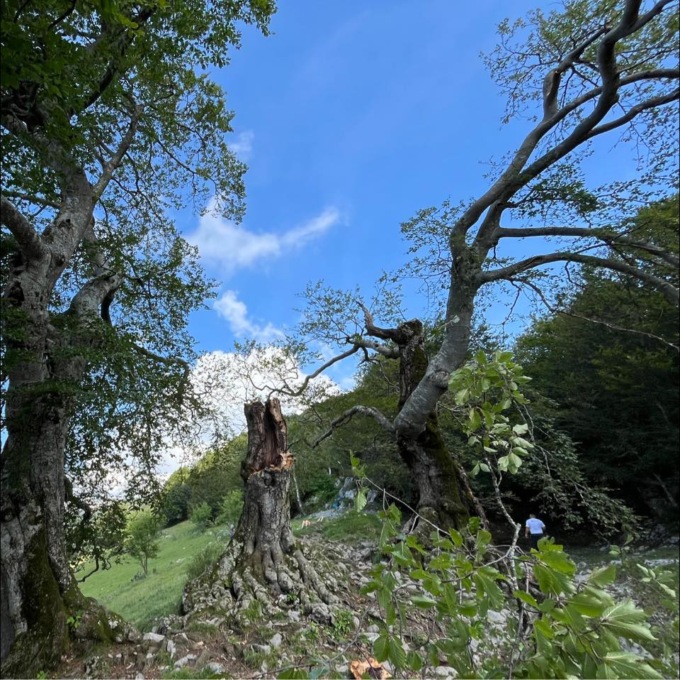 Si è spezzato l’albero centrale dei Tre faggi di Fuipiano: colpa del forte vento