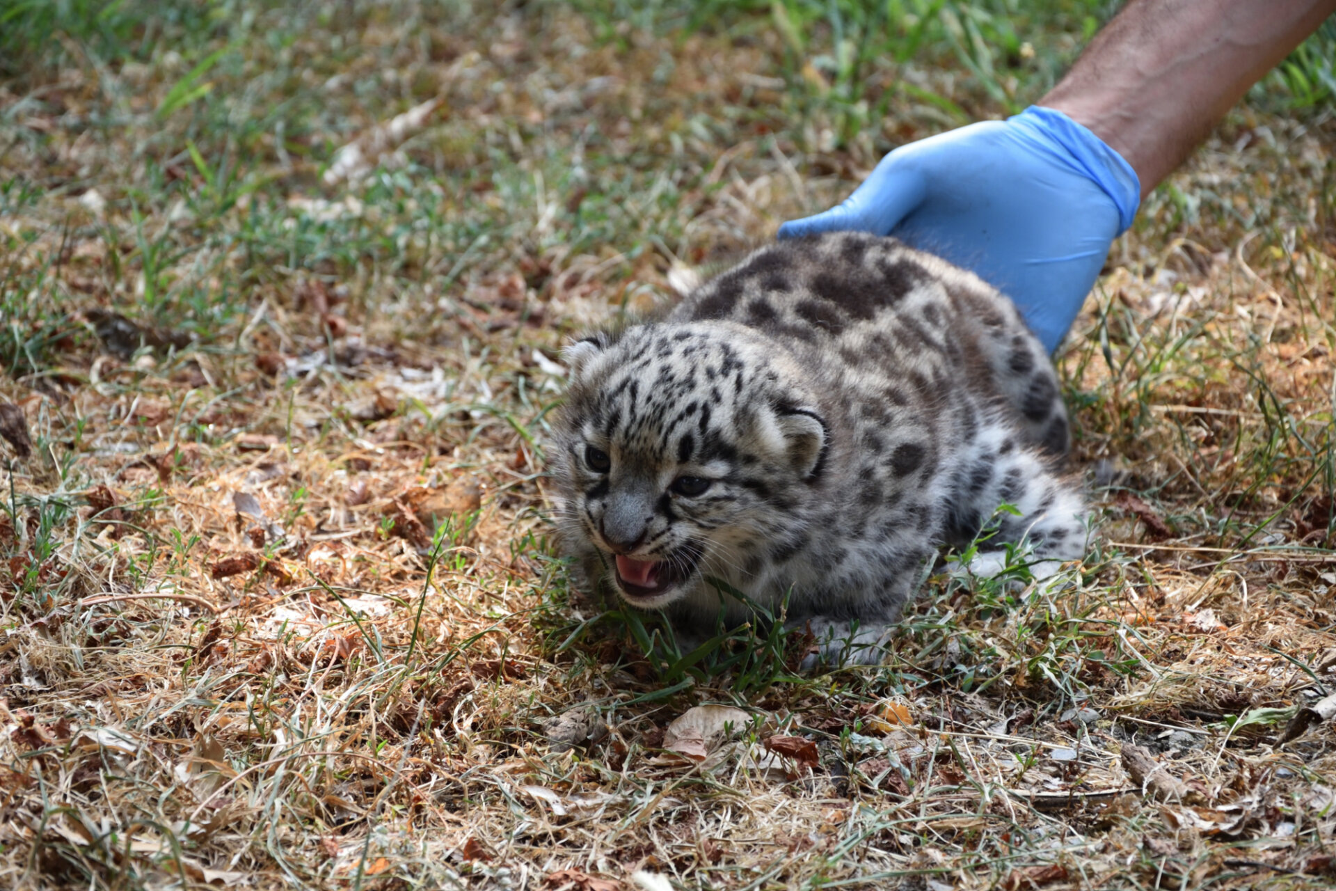 01. Parco Le Cornelle_leopardo delle nevi