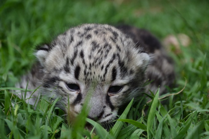 Fiocco rosa al Parco Le Cornelle: video e foto della cucciola di leopardo delle nevi