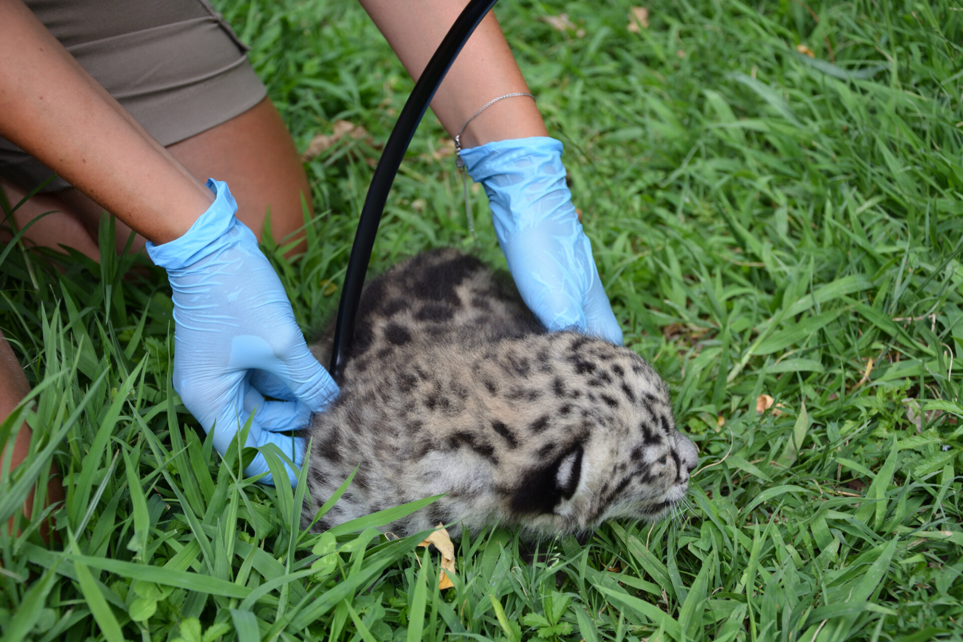 05. Parco Le Cornelle_leopardo delle nevi