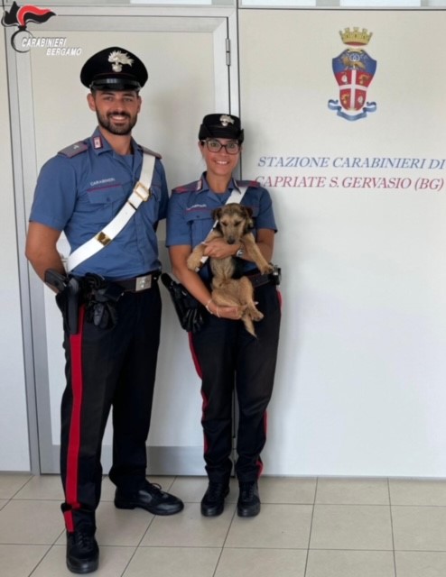 17.08.24 CAPRIATE SAN GERVASIO CARABINIERI SALVANO UN CUCCIOLO CHE STAVA PER ESSERE INVESTITO SULLA PROVINCIALE foto 2