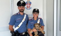 Capriate, i carabinieri salvano un cucciolo che rischiava di essere investito sulla provinciale