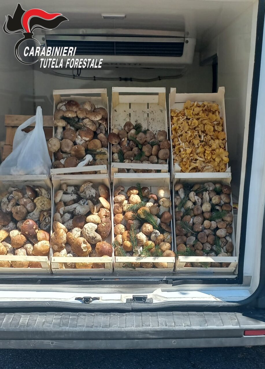 Funghi sequestrati -Vendita illecita