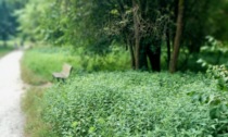 Un po' in ritardo, ma alla fine l'erba alta all'Oasi Verde di Seriate è stata tagliata