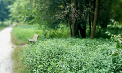 Un po' in ritardo, ma alla fine l'erba alta all'Oasi Verde di Seriate è stata tagliata