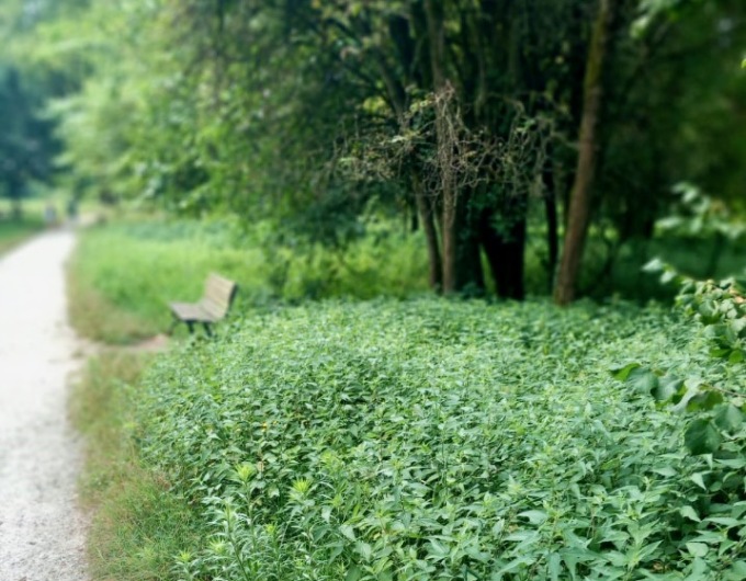 Un po’ in ritardo, ma alla fine l’erba alta all’Oasi Verde di Seriate è stata tagliata