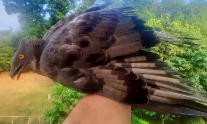 Trovano un falco ferito in centro a Mozzo, i cittadini si mobilitano e lo salvano