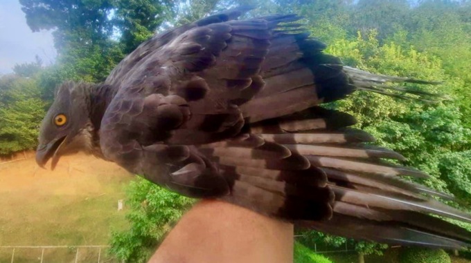Trovano un falco ferito in centro a Mozzo, i cittadini si mobilitano e lo salvano
