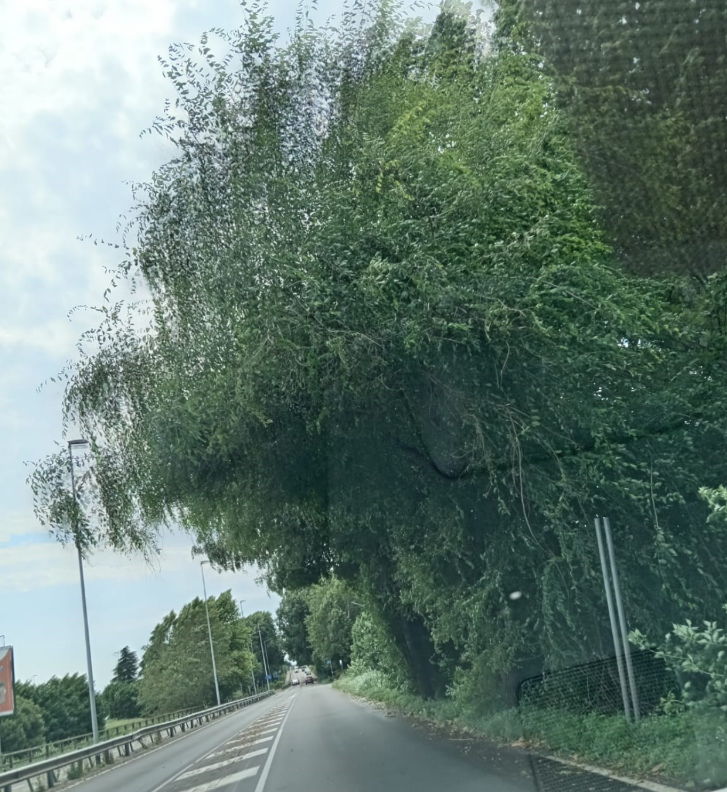 alberi pista ciclabile bergamo-azzano 1