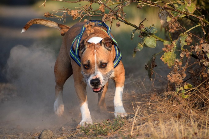 Un amstaff scappa da una casa e aggredisce un 60enne e il suo labrador a Calusco