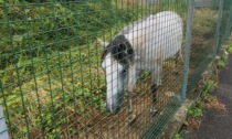 Che ci fa un cavallo al centro sportivo di Verdello? I dubbi della minoranza sulle condizioni in cui è tenuto l'animale