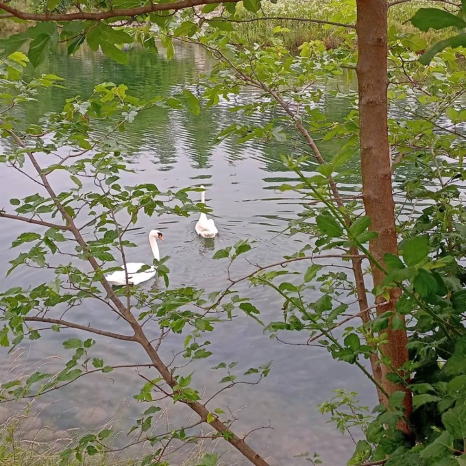 Trovati morti i cigni alla Trucca di Bergamo: cause sconosciute, esami sui corpi