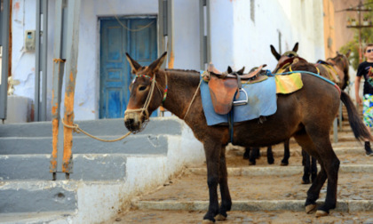 Quando in ferie si andava col “möl”: low cost, ma senza volare