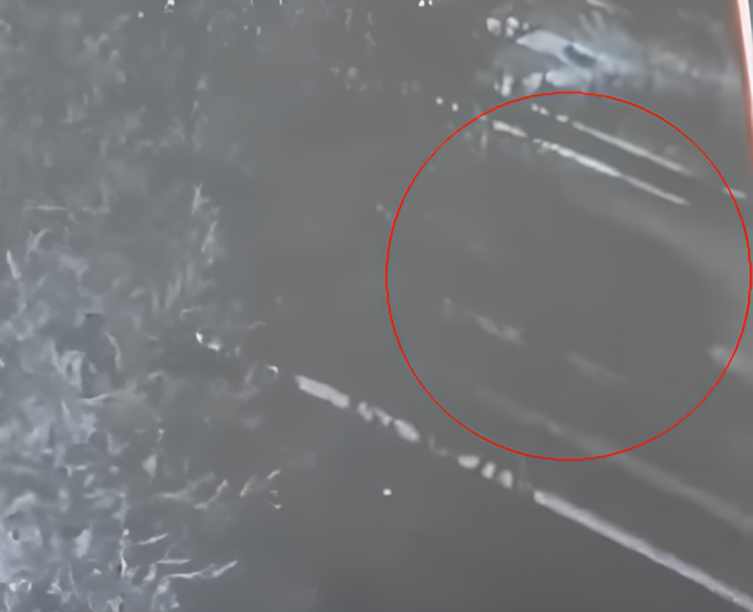 Un orso si aggira per Bolgare? Per le autorità, in realtà, sarebbe un cane di grossa taglia