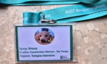 Un cucciolo di cane in corsia: all'ospedale di Treviglio-Caravaggio arriva Prince