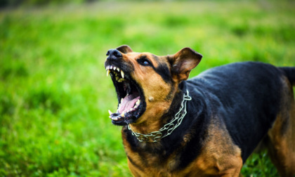 Ambivere, cane scappa dal cancello e morde un bambino di 8 anni