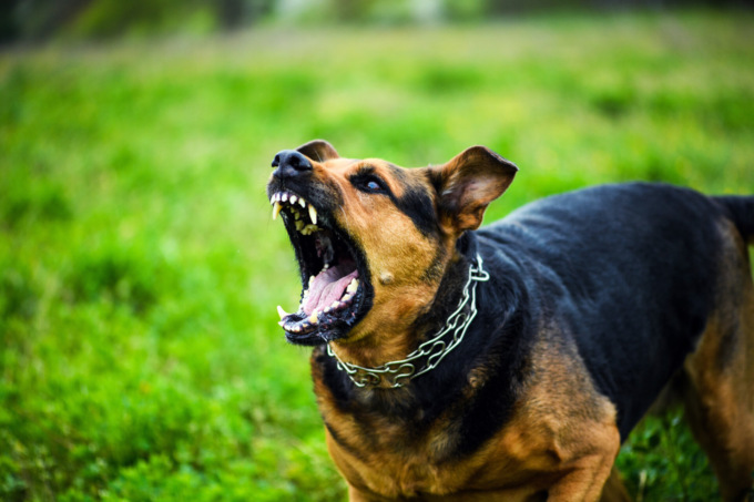 Ambivere, cane scappa dal cancello e morde un bambino di 8 anni