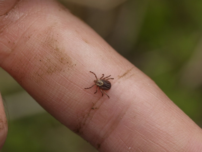 Il caldo fa proliferare le zecche: nelle valli bergamasche ora colpiscono anche in autunno