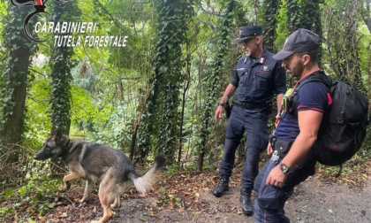 Bocconi avvelenati a Trescore, intervengono i carabinieri forestali con il cane Senna