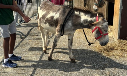 Annullata la corsa degli asini al “Palio dei Cantù” di Martinengo: vittoria degli animalisti