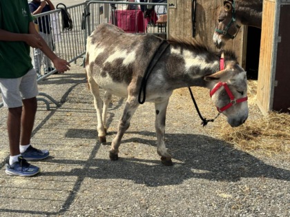 Annullata la corsa degli asini al “Palio dei Cantù” di Martinengo: vittoria degli animalisti