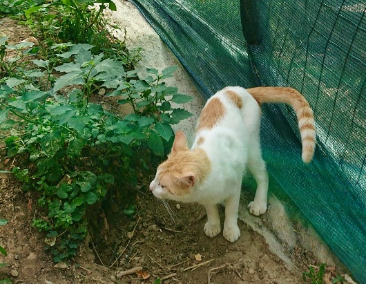 Il futuro della colonia dei gatti di Ponte San Pietro: il Comune interverrà… fra un mese