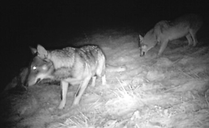 Una carcassa intrisa di veleno per uccidere il lupo a Gandellino: denunciati due allevatori