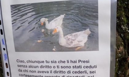 Le oche Gianni e Pinotto di Alzano Lombardo sono scomparse? No, sono solo state trasferite