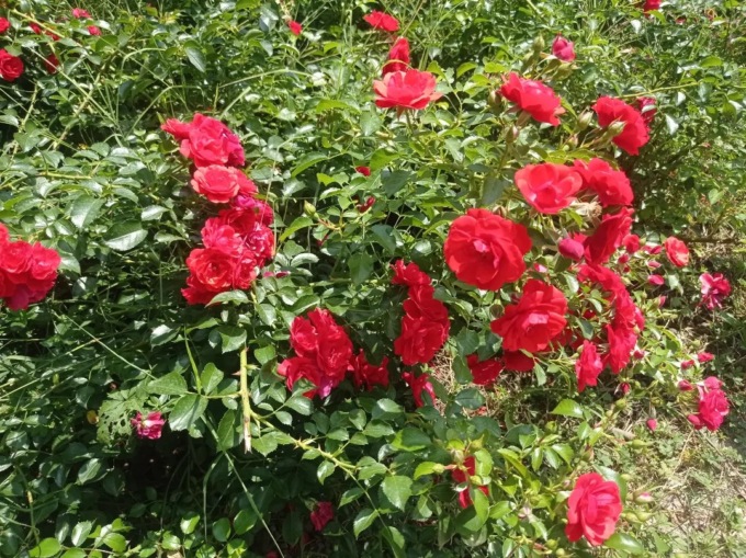 Rinasce il roseto del parco 8 marzo a Bergamo con il progetto “GiardinoD”, in ricordo di Daniela Mannucci