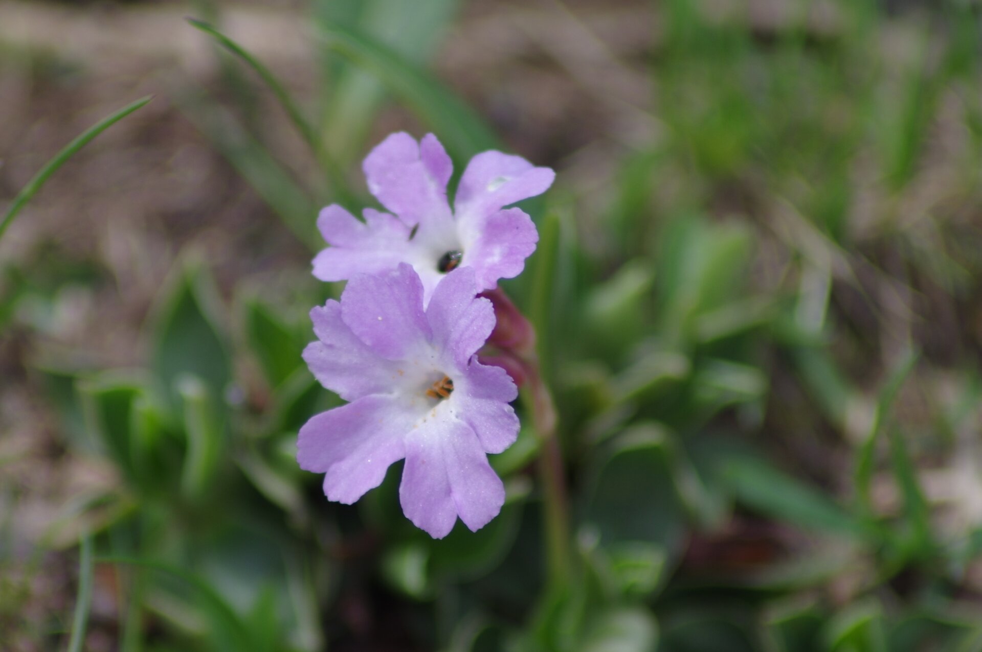 4 - Primula Albensis