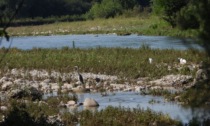 Tempo di Eurobirdwatch, per osservare lo spettacolo della migrazione autunnale (tra Oglio e Serio)