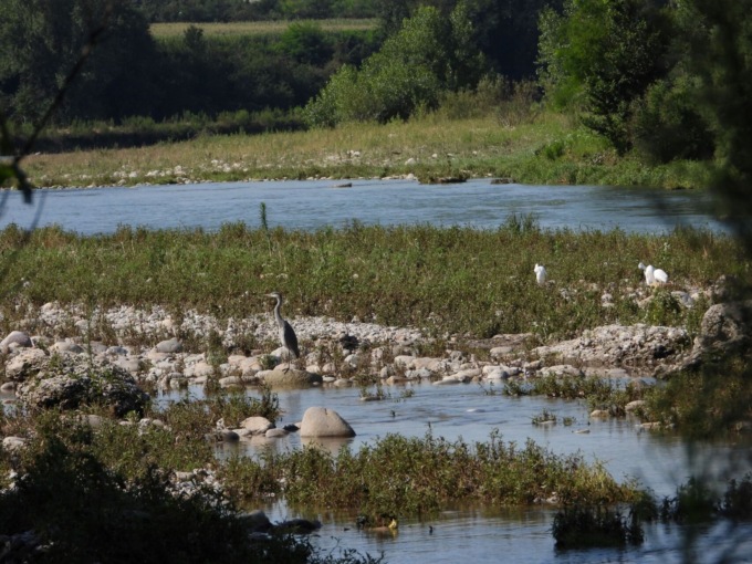 Tempo di Eurobirdwatch, per osservare lo spettacolo della migrazione autunnale (tra Oglio e Serio)