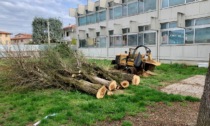 Tarlo asiatico, il grosso del lavoro è fatto: a Treviolo si pianteranno 168 nuovi alberi