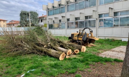 Tarlo asiatico, il grosso del lavoro è fatto: a Treviolo si pianteranno 168 nuovi alberi