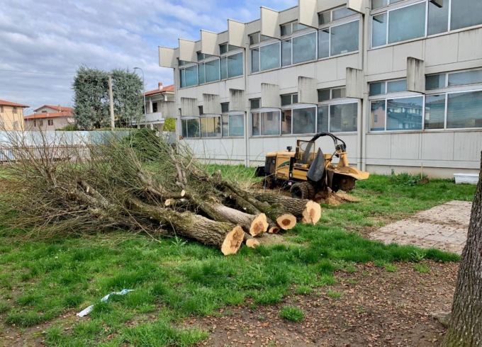 Tarlo asiatico, il grosso del lavoro è fatto: a Treviolo si pianteranno 168 nuovi alberi