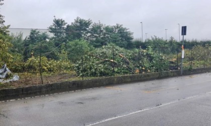 Cinquanta alberi tagliati per il raddoppio ferroviario a Curno: «Paesaggio desolante»