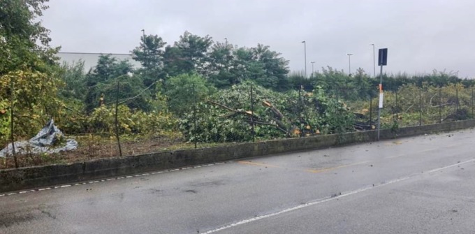 Cinquanta alberi tagliati per il raddoppio ferroviario a Curno: «Paesaggio desolante»