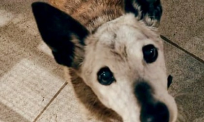 Ladri ad Azzano San Paolo: preso a colpi di spranga l'anziano cane, cieco e sordo