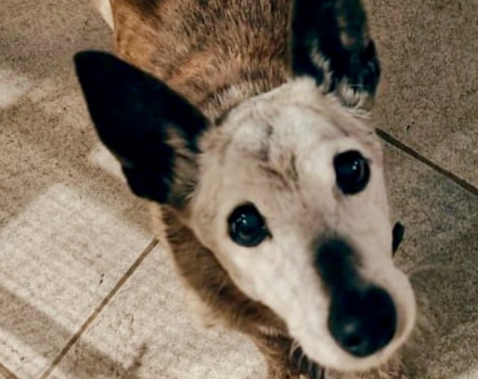 Ladri ad Azzano San Paolo: preso a colpi di spranga l’anziano cane, cieco e sordo