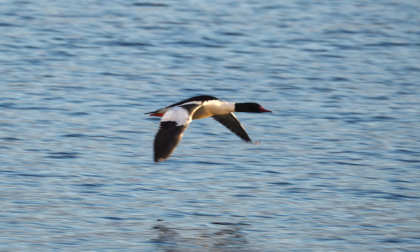 Birdwatching "europeo" nell'Alto Sebino. Ma la zona umida è minacciata dal turismo